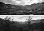Valley of Clearwater Creek, Salvage and Replanting Completed, Dead Trees Left Standing to Provide Wildlife Habitat, 10 Miles NE of Mount St. Helens, Washington 1, 1983