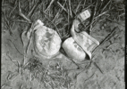 20. Bra #102, 2007