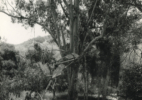 3_Tree House #1