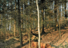 Young Ashe Tree, Aachen