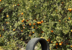 Citrus #1