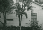 Pear Tree I Planted in 1954, When I Was 12 – 2201 Wenonah, Wichita Falls, Texas, 1978/2016