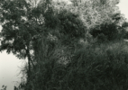 Wichita River, near Scotland, Texas, 1995/2016