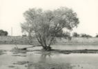 LA River Estuary #9, 2017