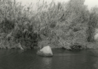 LA River_Glendale Narrows #16 2015