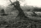 LA River_Glendale Narrows #3 2015