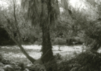 LA River_Glendale Narrows #31 2017