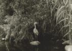 LA River_Glendale Narrows #39, 2016