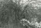 LA River_Sepulveda Basin #80 2018