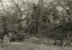 LA River_Sepulveda Basin #81 2018