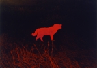 “Wolf,” 1983 20″x20″ Dye Transfer Photograph