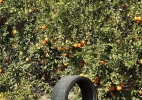 Citrus #1 (w:Tire)